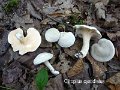 Clitopilus cystidiatus-amf1293
